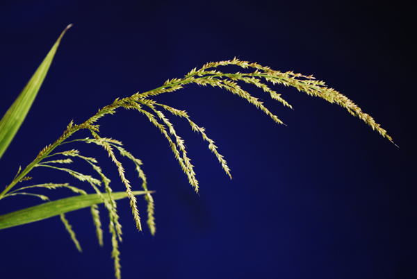 一棵~小小草 摄影 风中之尘2008