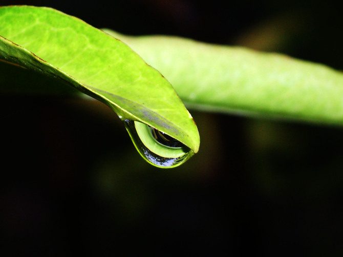 细雨中的生命 摄影 可可豆的天空