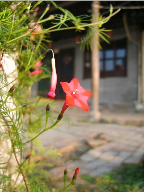 西塘小花 摄影 小欧牌牙签