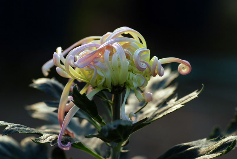 秋菊6 摄影 研影