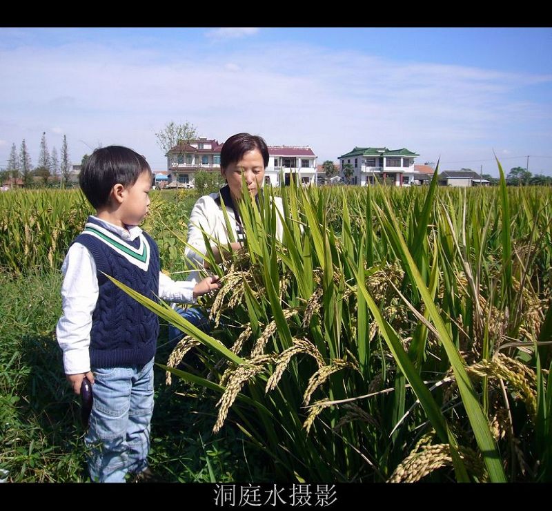 粒粒皆辛苦 摄影 洞庭水