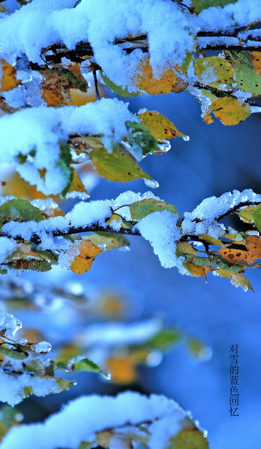 对雪的蓝色回忆 摄影 陆奇