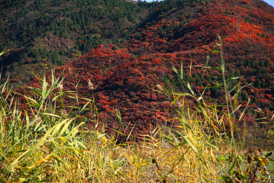 满山红 摄影 羽人归来