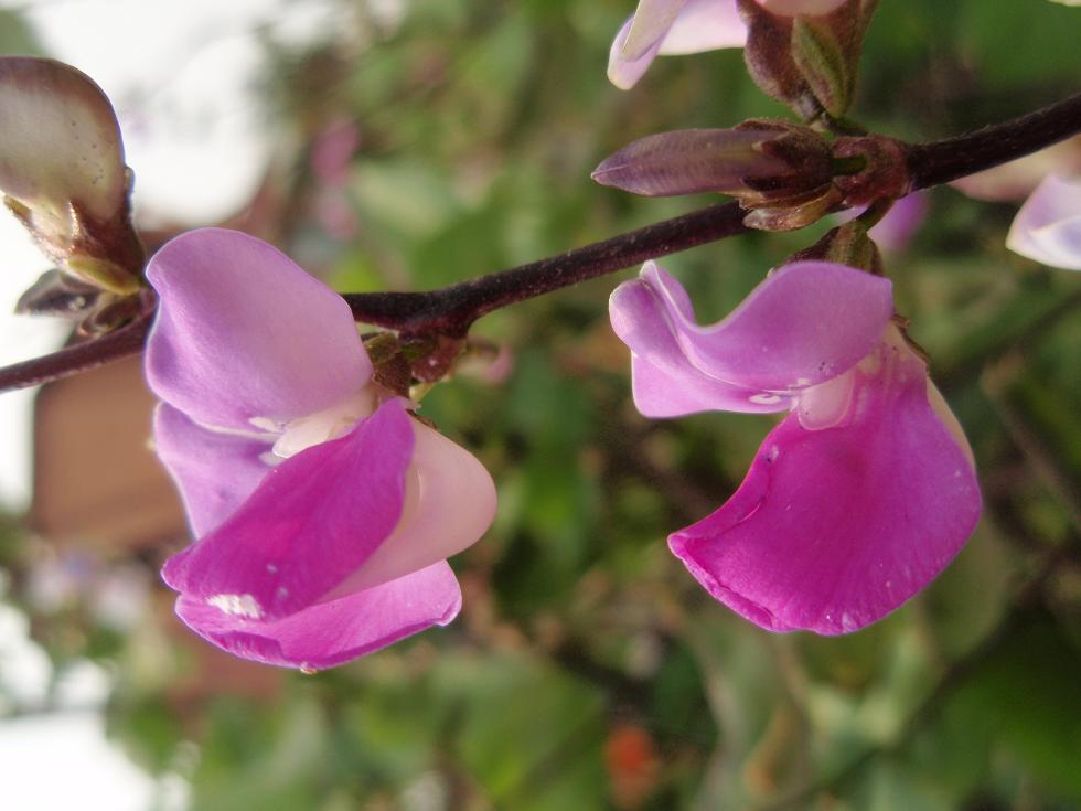 豆荚花 摄影 琳茜莹