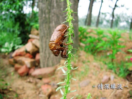 “脱壳金蝉” 摄影 黑黑长发