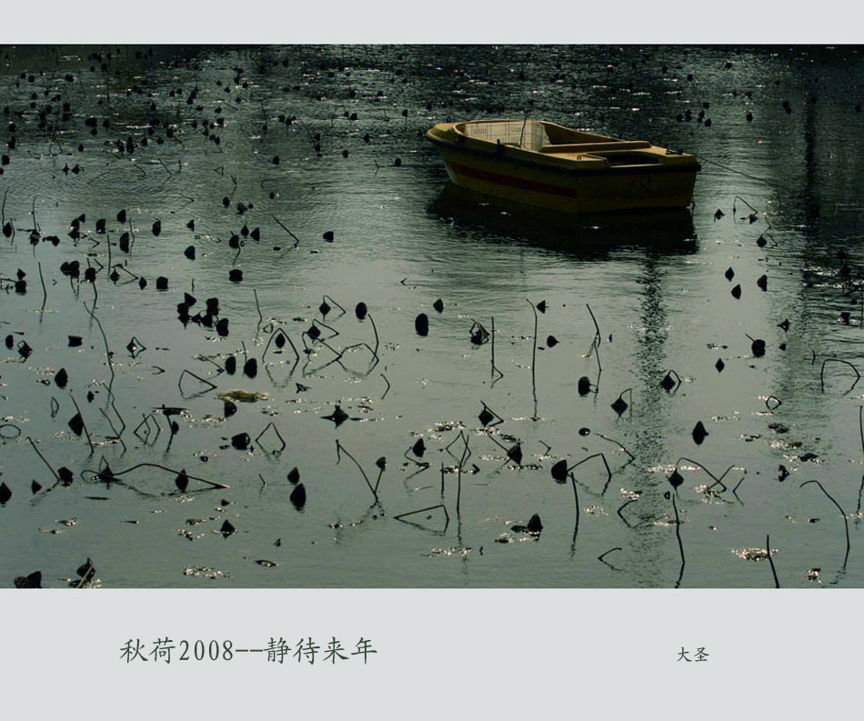 秋荷2008--静待来年 摄影 大圣