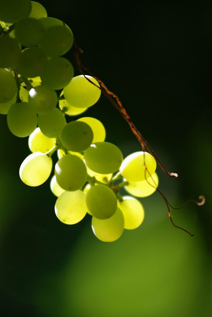 葡萄 摄影 红花雨