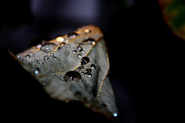 残荷听雨 摄影 从容久久