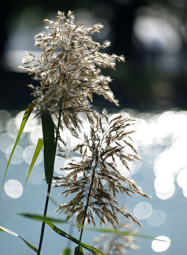 芦花放 摄影 古月星辰