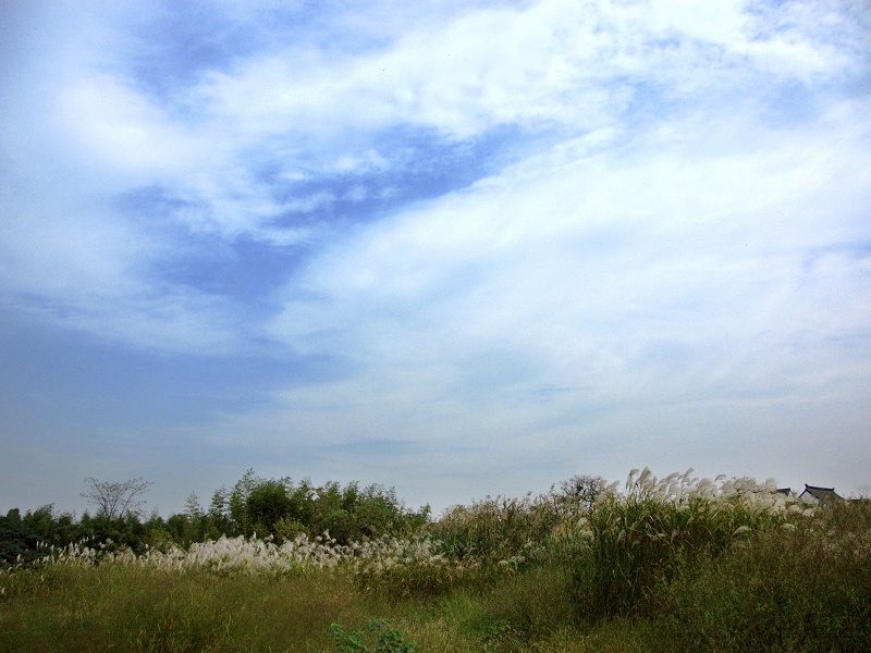 秋野 摄影 香樟树