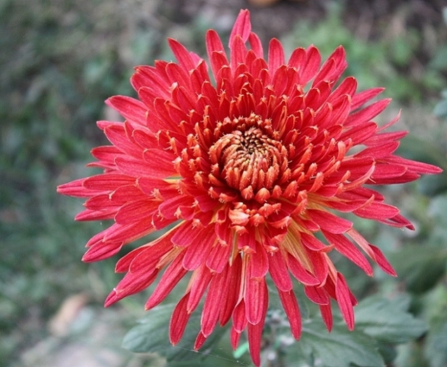 菊花的优良品种-----太阳女神 摄影 锦绣江山