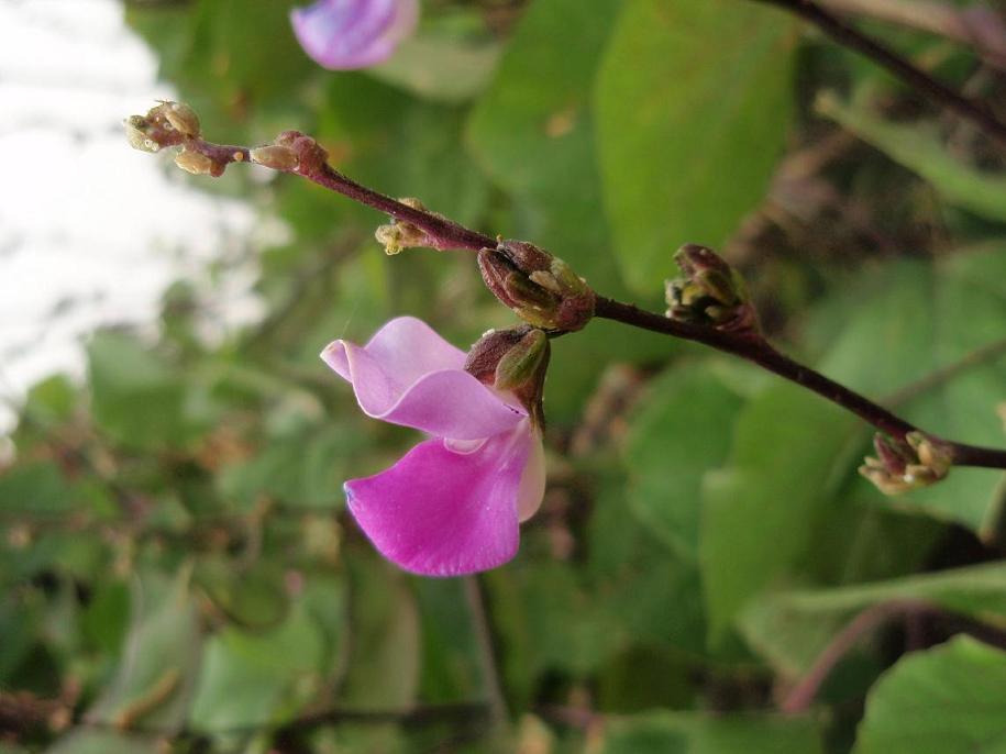 豆荚花 摄影 琳茜莹