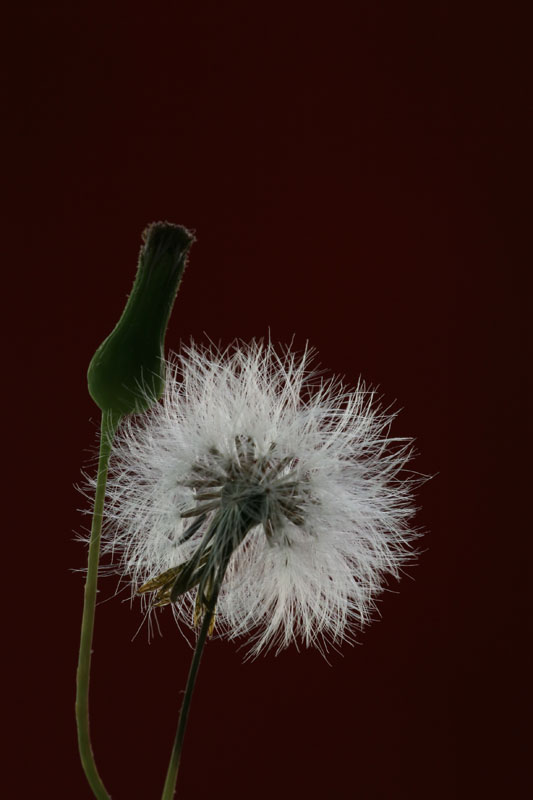 秋之花－1 摄影 大老广