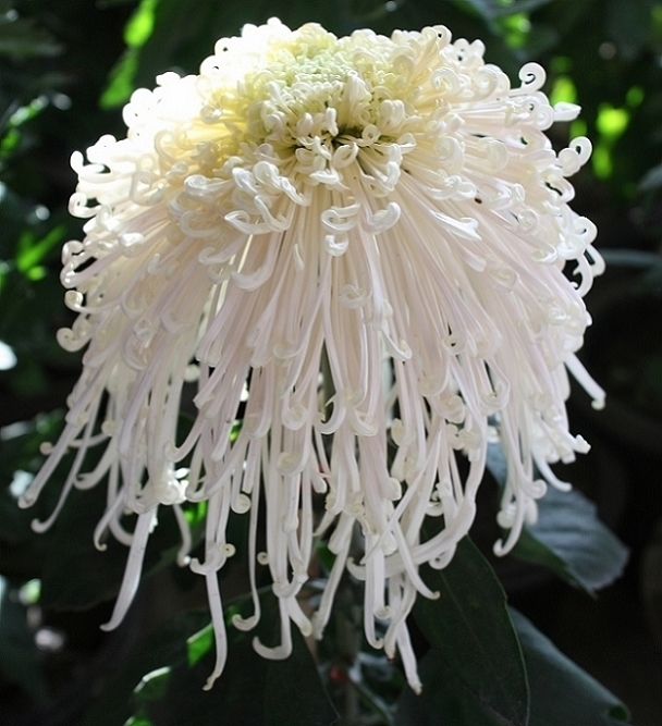 菊花的优良品种-----银装素裹也要妖娆 摄影 锦绣江山