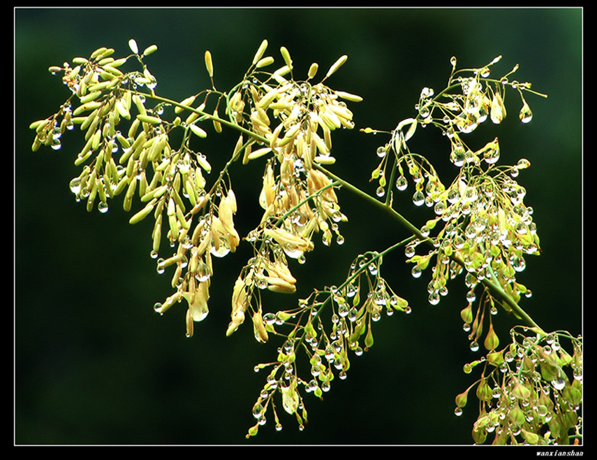 山花烂漫(1) 摄影 wanxianshan