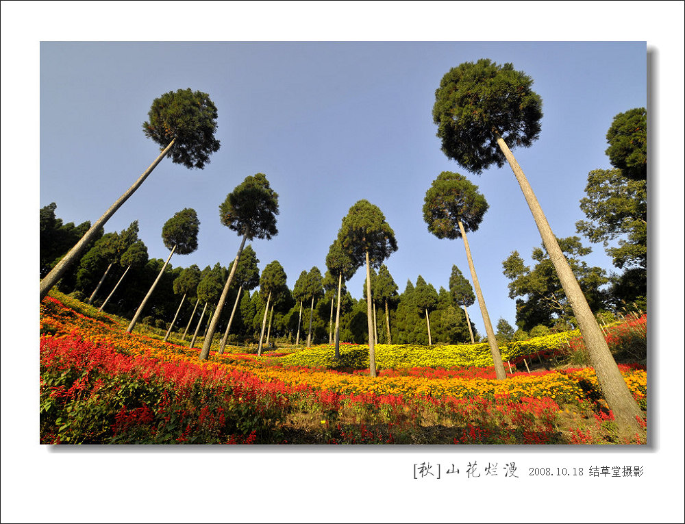 山花烂漫 摄影 结草堂