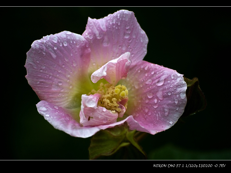 雨中芙蓉（一） 摄影 蚂蚁的眼睛