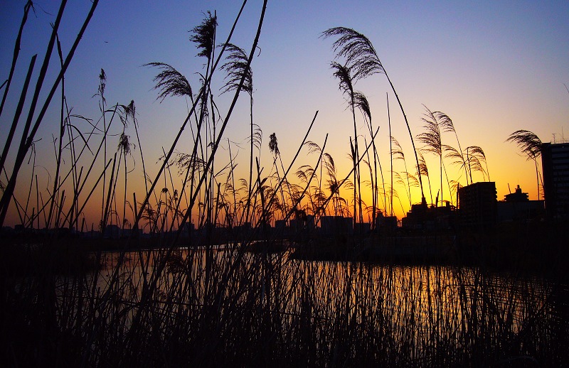 芦湾夕照 摄影 西风胡杨