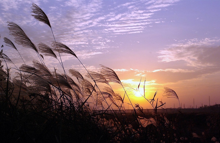 夕阳芦花 摄影 希南