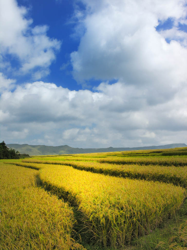 高坡稻田 摄影 未惬