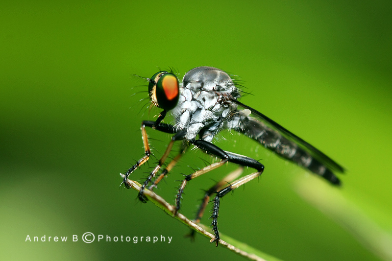 RobberFly 摄影 AndrewB