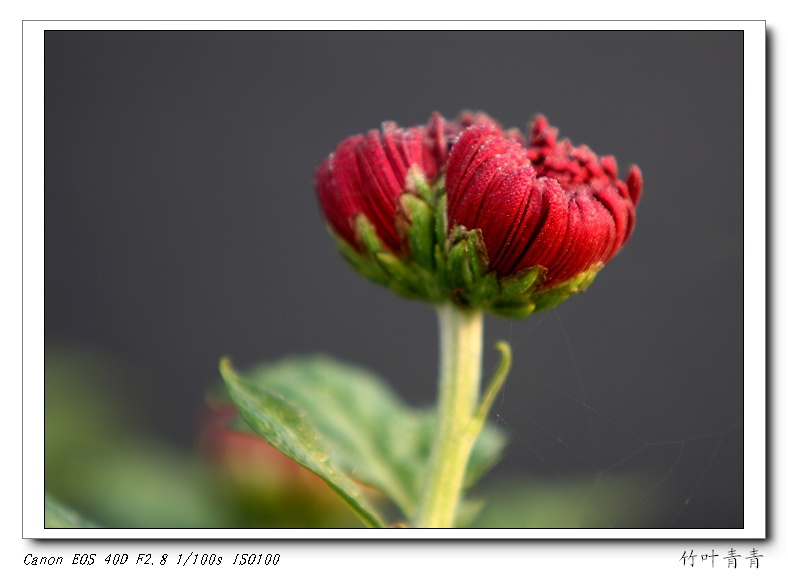 菊花1 摄影 竹叶青青