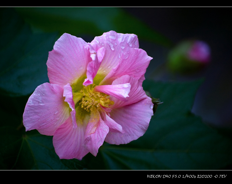 雨中芙蓉（二） 摄影 蚂蚁的眼睛