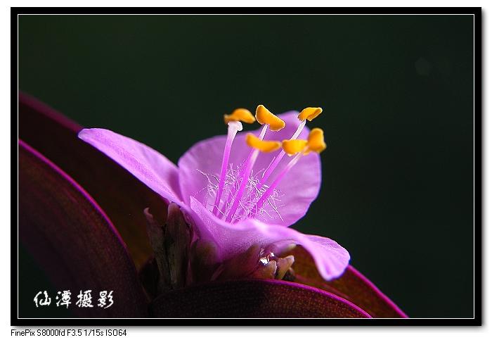 紫鸭趾草 摄影 仙潭居士