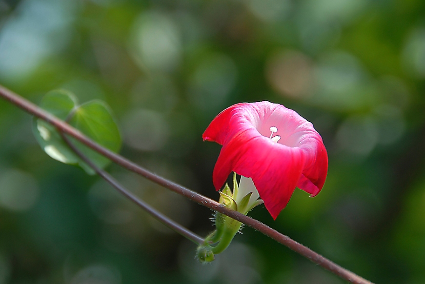 婉约 摄影 朝花夕摄