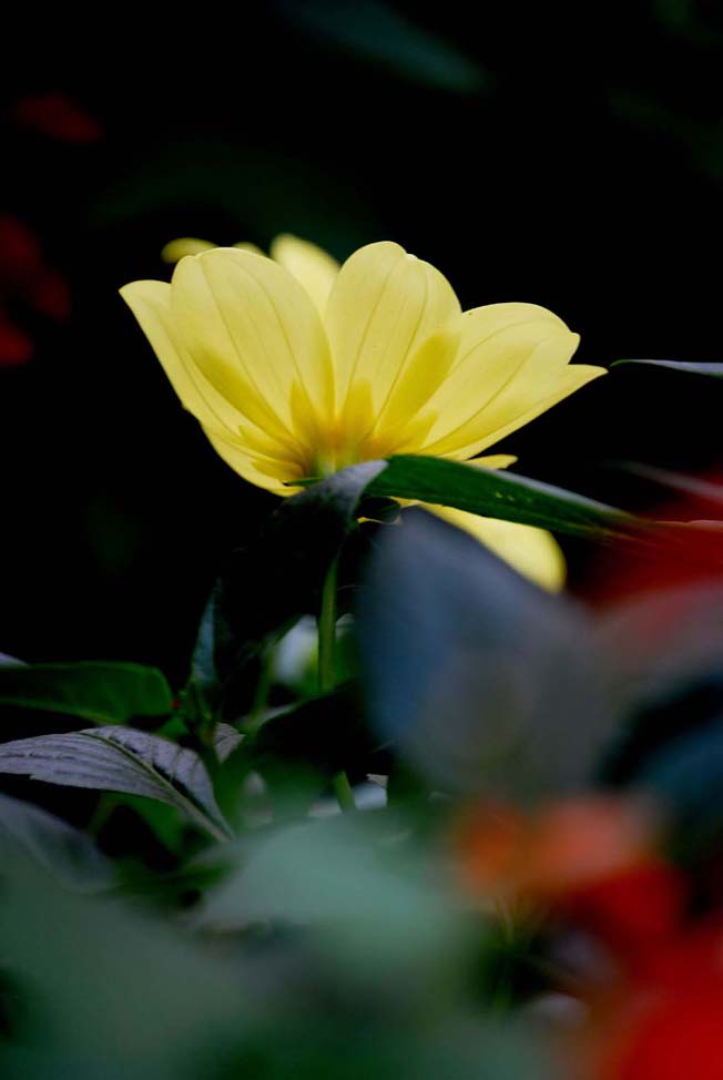 花韵1 摄影 灵风