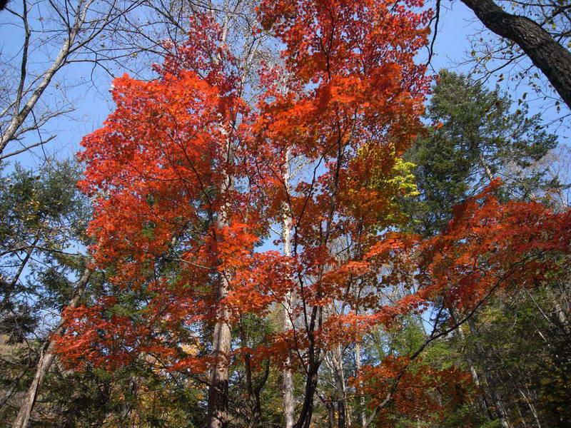 秋色 摄影 pyzhou