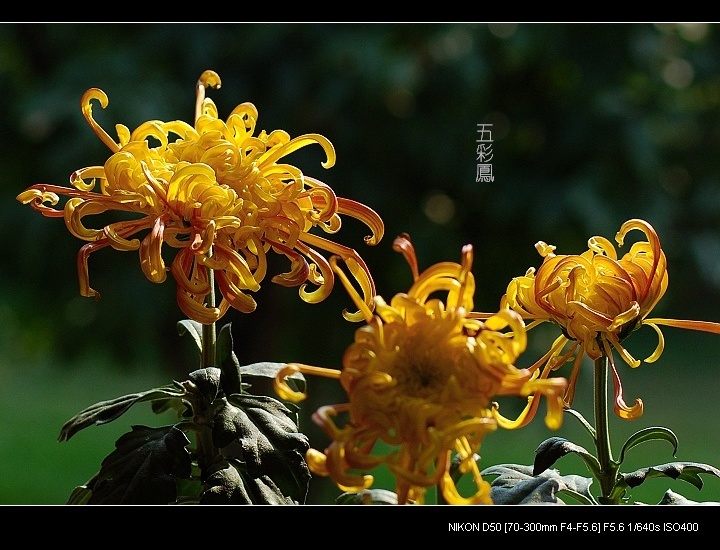 菊花----五彩风 摄影 雨做的云