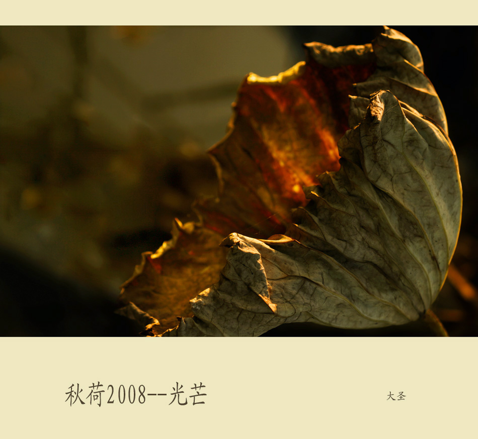 秋荷2008--光芒 摄影 大圣