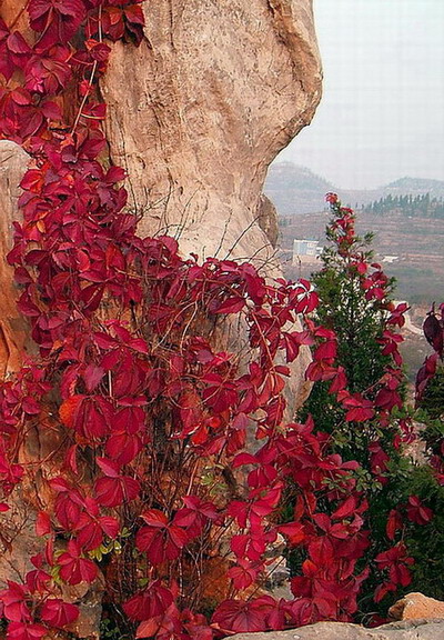 待到满山红叶时 摄影 紫叶