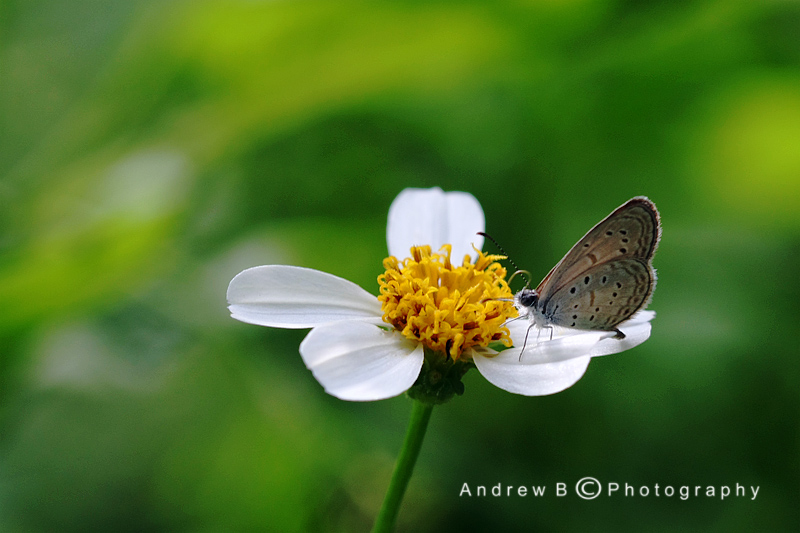 蝶恋花 摄影 AndrewB