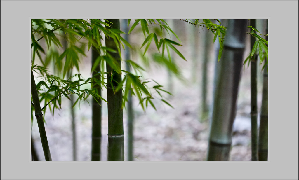 清风竹影（5） 摄影 满世界