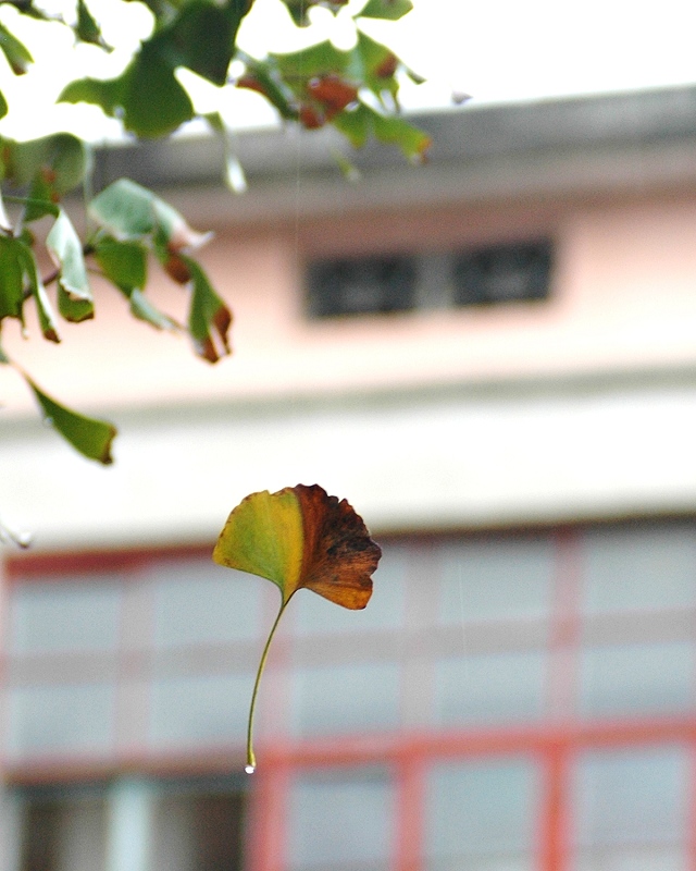 飘逝 摄影 孤日夕阳