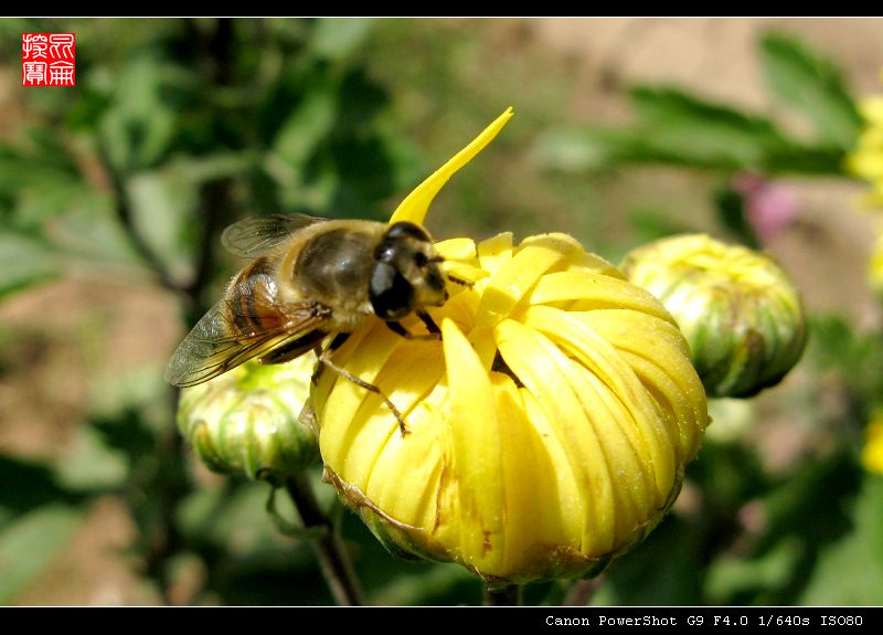 蜂恋菊 摄影 昆仑探宝人