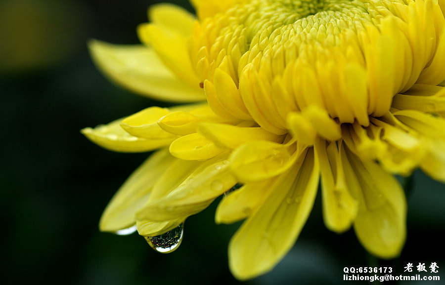 黄菊 摄影 老板凳