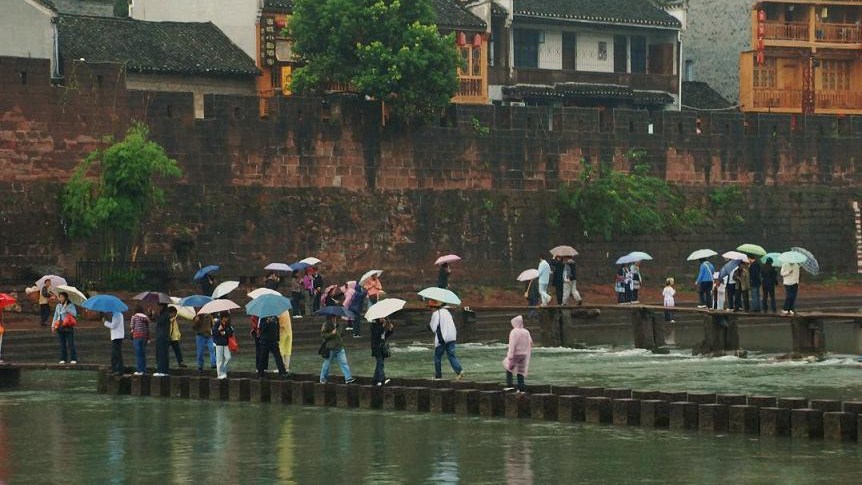 雨中 摄影 枫林叶