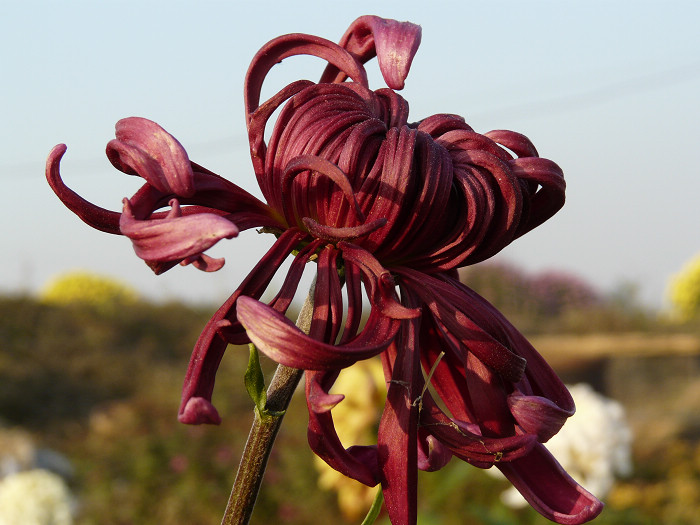 该拍菊花 摄影 Laotaitai