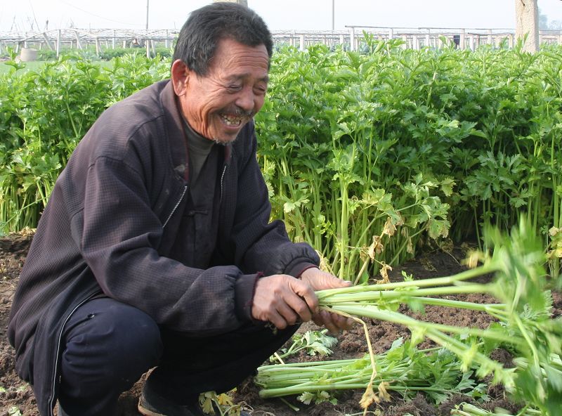 菜农的喜悦 摄影 云明斋