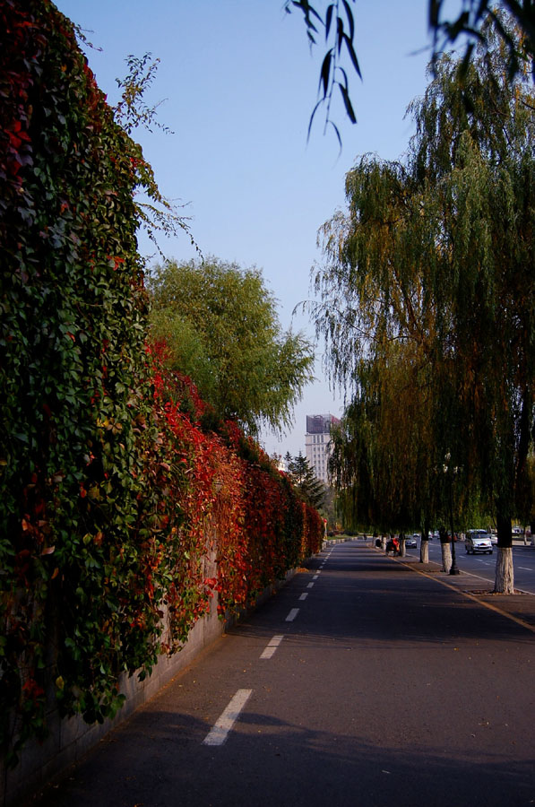 街道小景 摄影 巴虎邨人