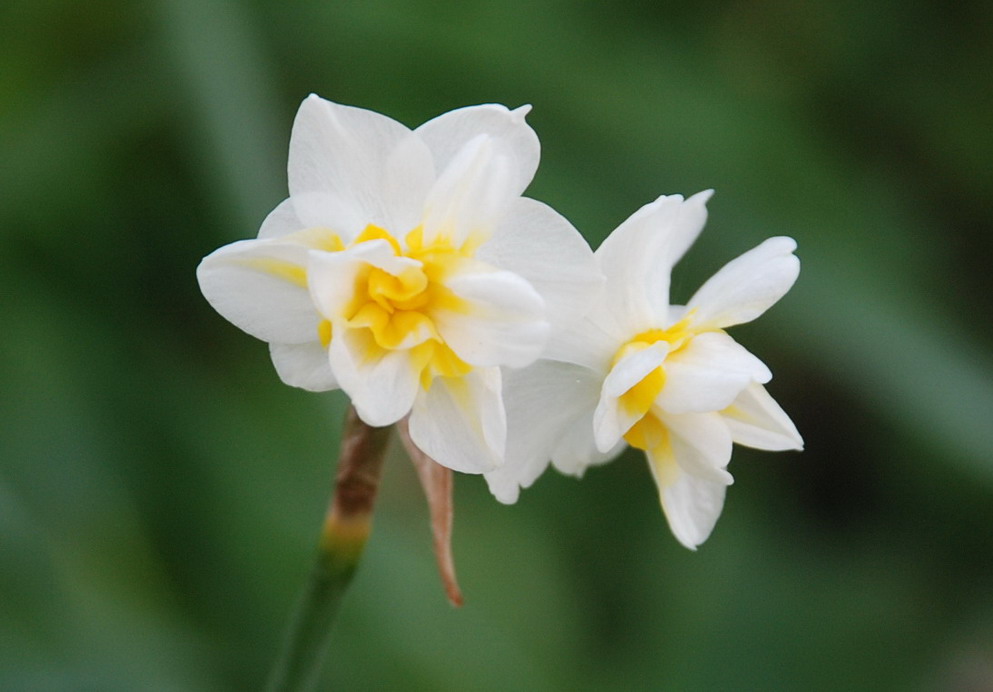 雾中花 摄影 mitaka