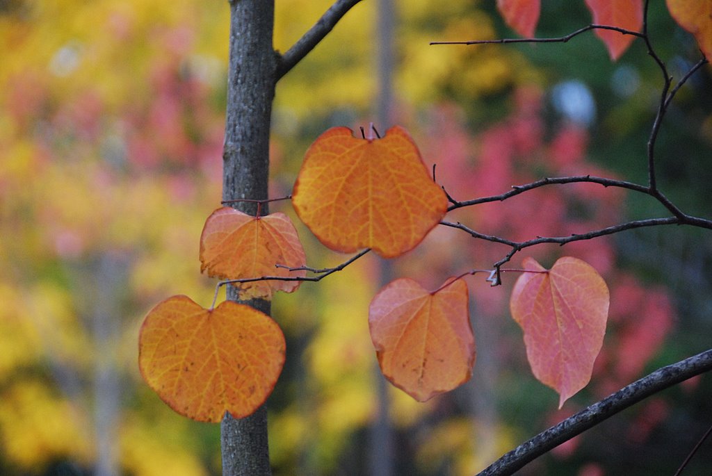 Autumn 摄影 seattle