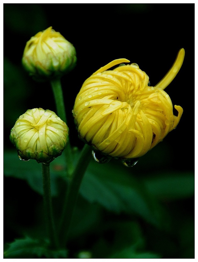 雨中拍菊(1) 摄影 一路无为