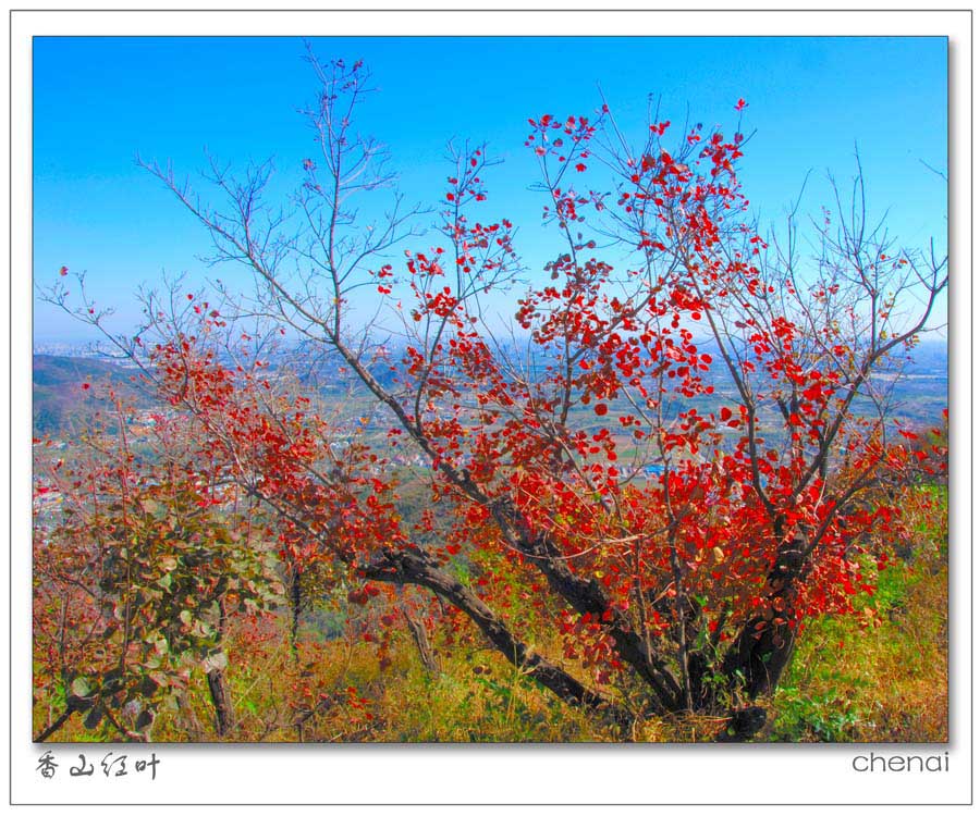 香山红叶3 摄影 chenjenai