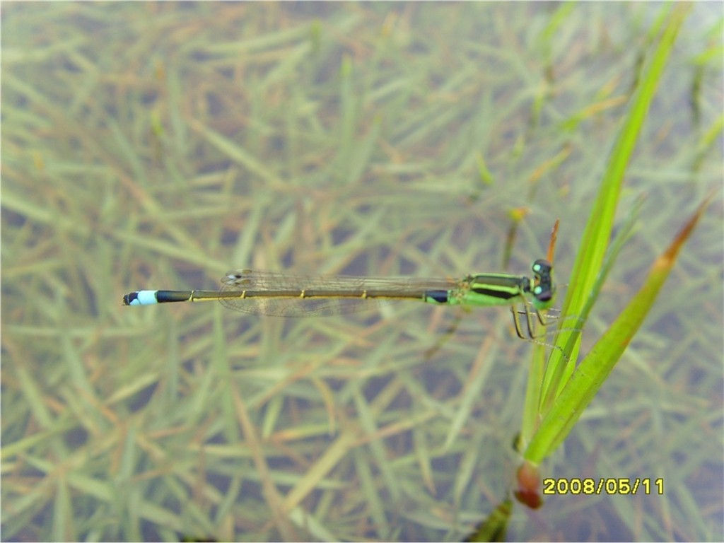 蜻蜓 摄影 沙偶