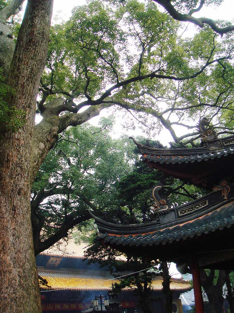 千年古樟百年寺 摄影 高山青