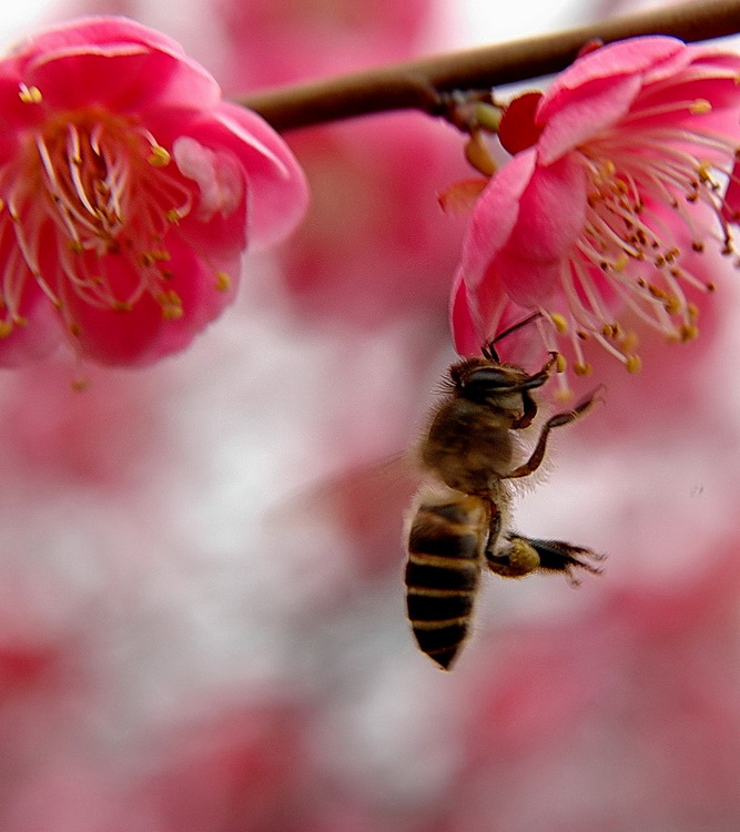 甜蜜 摄影 金边